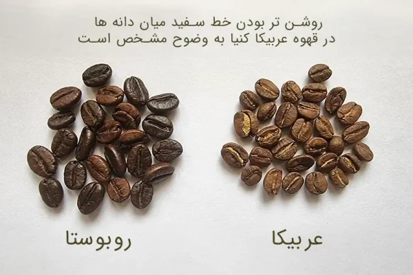 دانه قهوه ترکیبی عربیکا و روبوستا گنجینه خلاق نیکو